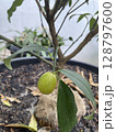 A young green fruit growing on a potted tree, surrounded by healthy leaves and soil - capturing a promising stage of growth in a home garden. 128797600