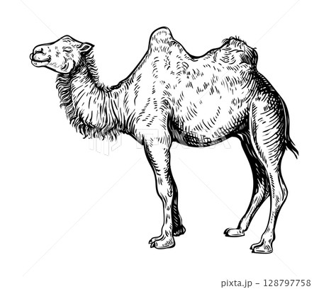 Camel handdrawn sketch 5 128797758