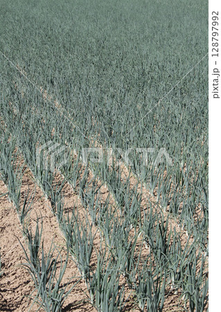 玉ねぎ畑　タマネギ畑　たまねぎ畑　札幌市東区丘珠町 128797992