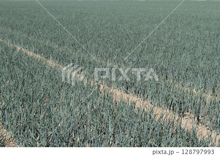 玉ねぎ畑　タマネギ畑　たまねぎ畑　札幌市東区丘珠町 128797993