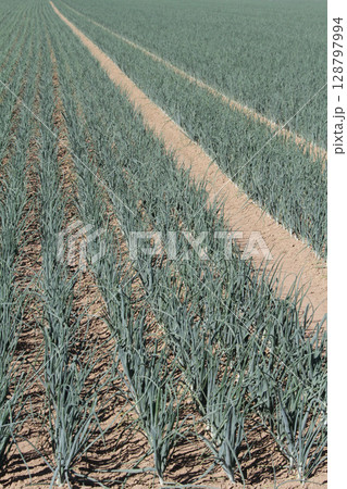 玉ねぎ畑　タマネギ畑　たまねぎ畑　札幌市東区丘珠町 128797994