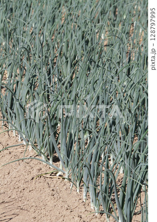 玉ねぎ畑　タマネギ畑　たまねぎ畑　札幌市東区丘珠町 128797995