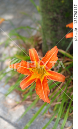 Bright Orange Tiger Lily Flower in Bloom Amid Green Foliage Outdoors Bright Orange Tiger Lily Flower in Bloom Amid Green Foliage Outdoors 128798137