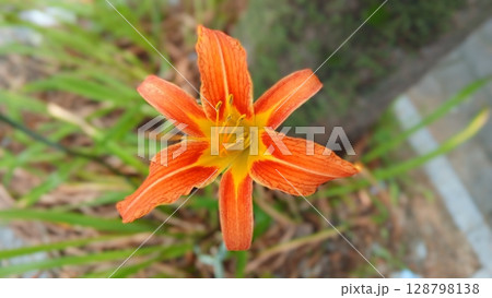 Bright Orange Tiger Lily Flower in Bloom Amid Green Foliage Outdoors 128798138