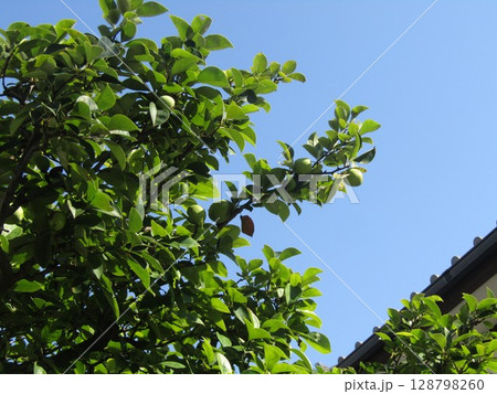 文月にまだまだ未熟カリンの実 文月にまだまだ未熟カリンの実 128798260