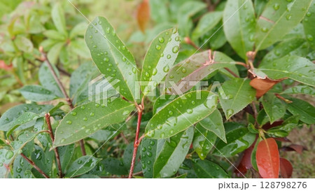 Close-Up of Vibrant Green Leaf with Water Droplets in Sunlight Close-Up of Vibrant Green Leaf with Water Droplets in Sunlight 128798276