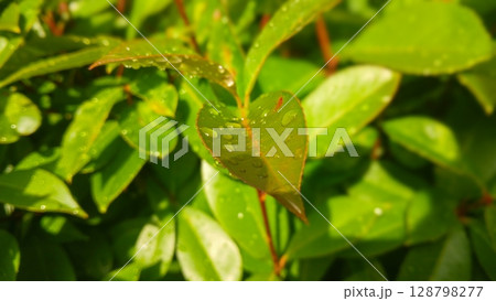 Close-Up of Vibrant Green Leaf with Water Droplets in Sunlight 128798277