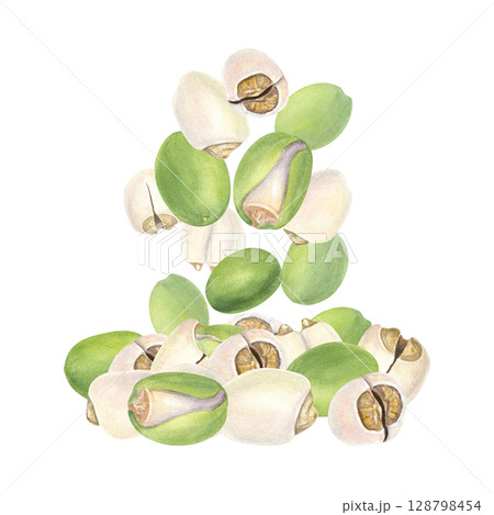 Healthy lotus seeds falling into pile watercolor illustration isolated background. Makhana nuts. Protein rich superfood for vegan diet label, mindful eating packaging, nutrition blog 128798454