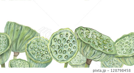Watercolor green lotus seedpods horizontal banner isolated background. Tropical aquatic plant pod illustration. Water Lily border for cosmetic, ayurveda products, spa center label, greeting card. 128798458