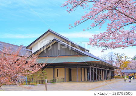 愛知県名古屋市、名古屋能楽堂と満開の桜の風景 128798500