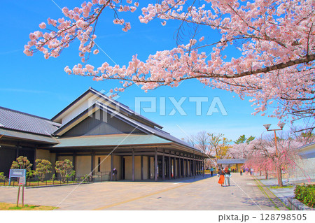 愛知県名古屋市、名古屋能楽堂と満開の桜の風景 128798505