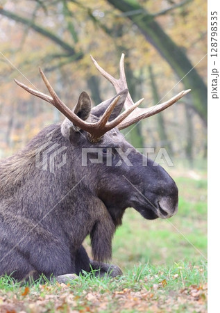 Beautiful eurasian moose bull in autumn 128798535