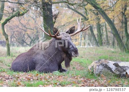 Beautiful eurasian moose bull in autumn 128798537