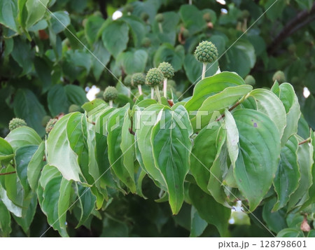 ヤマボウシの未熟な実・Close-up of Green Fruit of Japanese Dog ヤマボウシの未熟な実・Close-up of Green Fruit of Japanese Dog 128798601