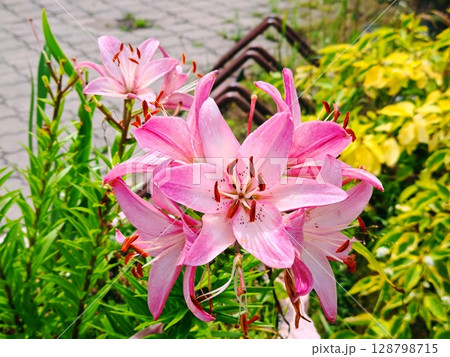blossom pink lily in garden. pink lilies blossom pink lily in garden. pink lilies 128798715