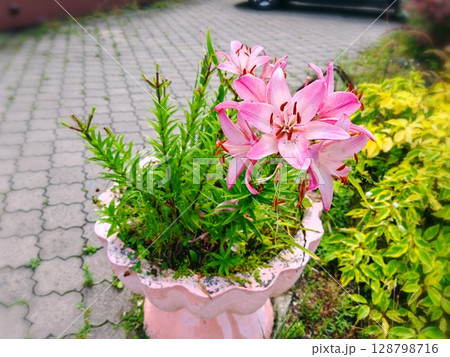 blossom pink lily in garden. pink lilies 128798716