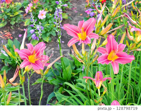 blossom pink lily in garden. pink lilies 128798719