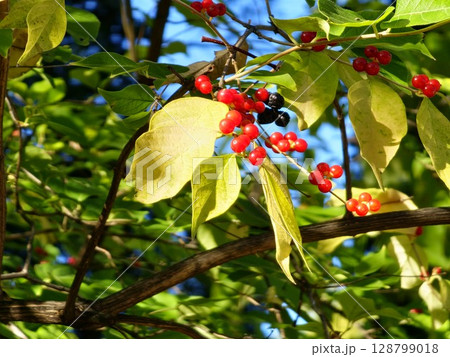 Red berries of Maack's honeysuckle on branches with a green and yellow leaves Red berries of Maack's honeysuckle on branches with a green and yellow leaves 128799018