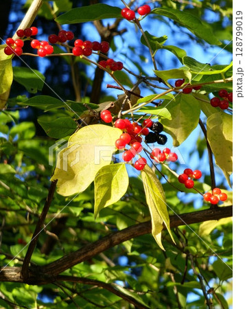 Red berries of Maack's honeysuckle on branches with green and yellow leaves 128799019