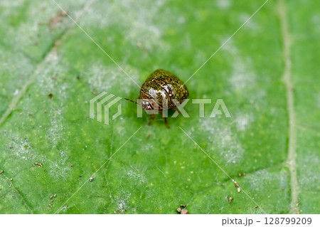マルカメムシ マルカメムシ 128799209