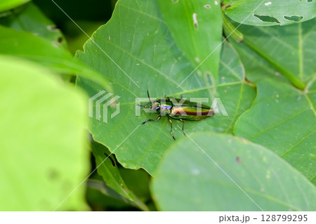 タマムシ タマムシ 128799295