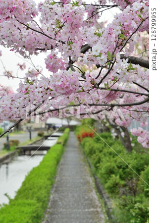 春の新発田城と桜（新潟県） 128799955