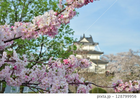 春の新発田城と桜（新潟県） 128799956