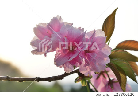 大峰山桜公園(新潟県) 大峰山桜公園(新潟県) 128800120