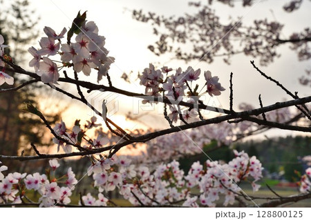 大峰山桜公園(新潟県) 大峰山桜公園(新潟県) 128800125