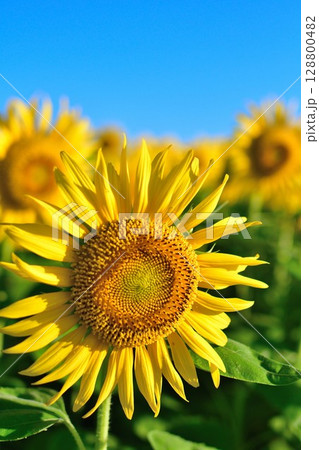 阿賀野川花畑公園のひまわり（新潟県） 128800482