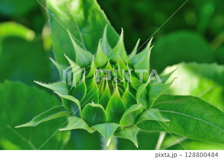 阿賀野川花畑公園のひまわり（新潟県） 128800484