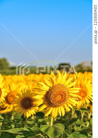 阿賀野川花畑公園のひまわり（新潟県） 128800485