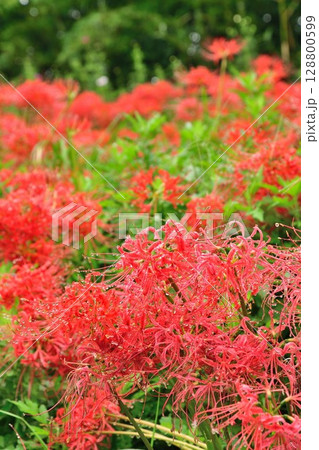 ヒガンバナ（新潟県） 128800599