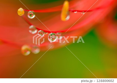 ヒガンバナ(新潟県) ヒガンバナ(新潟県) 128800602