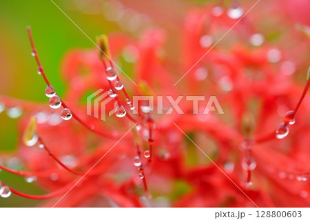 ヒガンバナ（新潟県） 128800603