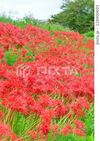 ヒガンバナ（新潟県） 128800605