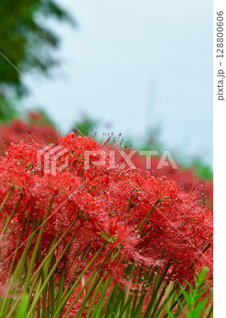 ヒガンバナ（新潟県） 128800606