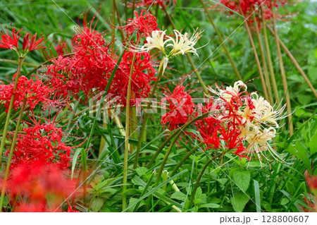 ヒガンバナ(新潟県) ヒガンバナ(新潟県) 128800607