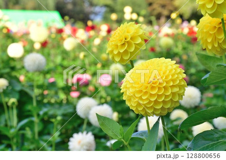 川西ダリア園の美しいダリア（山形県） 128800656