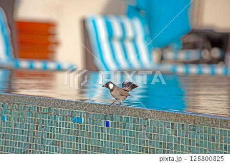 White eared bulbul on pool edge Dubai White eared bulbul on pool edge Dubai 128800825