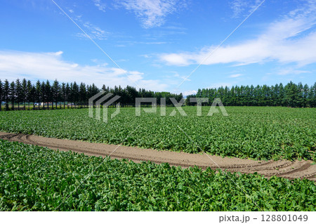 酷暑に葉っぱがしなしな・幸福駅前のビート畑 128801049