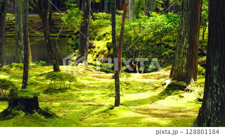 西芳寺　苔寺の風景 128801184