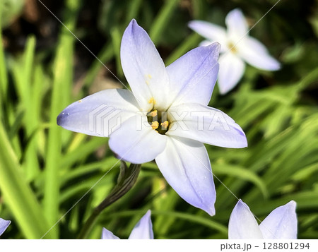 白いハナニラのクローズアップ 128801294