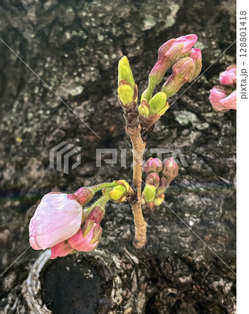 早春に咲くソメイヨシノの花のクローズアップ 早春に咲くソメイヨシノの花のクローズアップ 128801418
