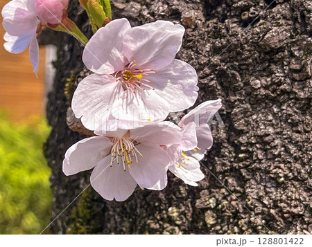 早春に咲くソメイヨシノの花のクローズアップ 早春に咲くソメイヨシノの花のクローズアップ 128801422