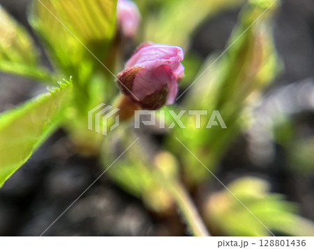 早春に咲くソメイヨシノの花のクローズアップ 128801436