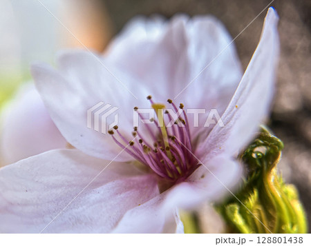 早春に咲くソメイヨシノの花のクローズアップ 早春に咲くソメイヨシノの花のクローズアップ 128801438