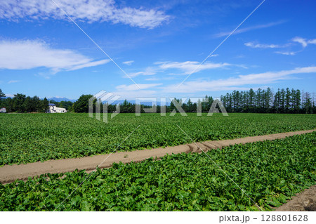 酷暑に葉っぱがしなしな・幸福駅前のビート畑 128801628