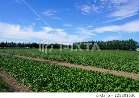 酷暑に葉っぱがしなしな・幸福駅前のビート畑 酷暑に葉っぱがしなしな・幸福駅前のビート畑 128801630