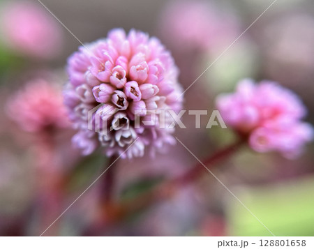 小さなヒメツルソバの花のクローズアップ 128801658